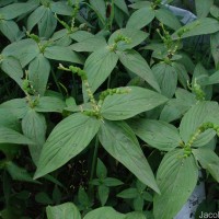 Spigelia anthelmia L.